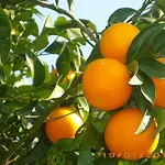 La Magnolia - Centre Ξενοδοχείο