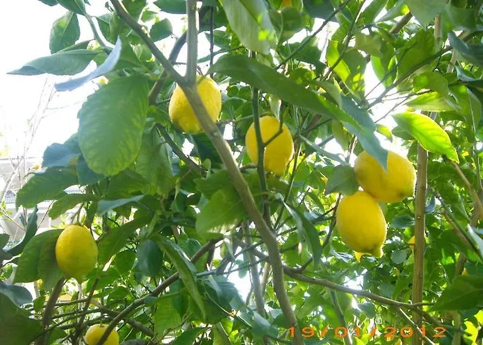 Отель La Magnolia - Centre Сорренто