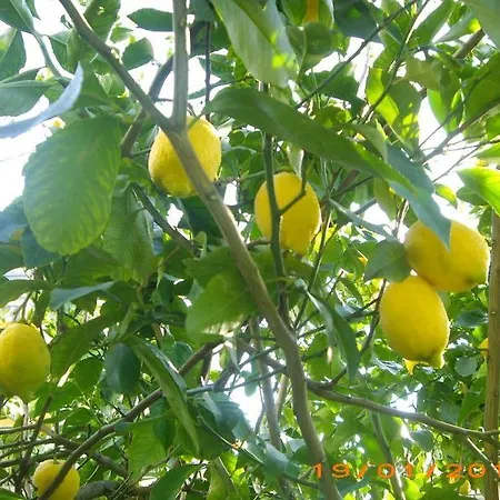 호텔 La Magnolia - Centre 소렌토