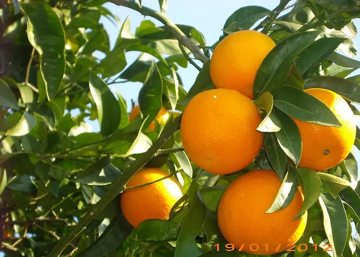 La Magnolia - Centre فندق